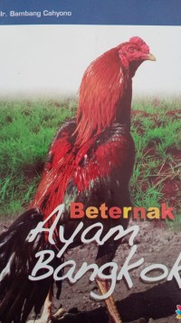 Image of Beternak Ayam Bangkok